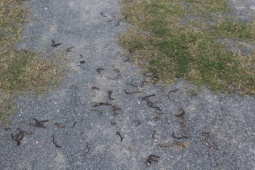 Giun đất trồi lên la liệt rồi chết khô ở Quảng Trị: Chuyện gì đang xảy ra?