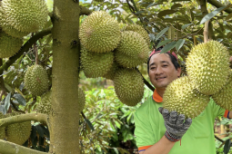 Giá sầu riêng tăng vọt