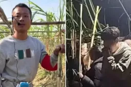 Anh nông dân cho khách vào “ăn trộm” mía ở trang trại, thu nhập tăng 10 lần