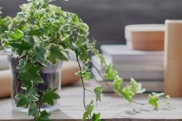 Sức khỏe đời sống - 8 loại cây cảnh thanh lọc không khí trong nhà hiệu quả