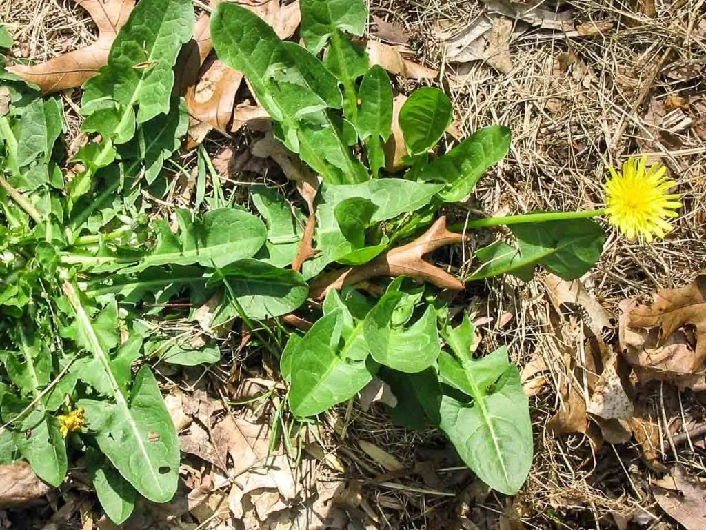 Được ca ngợi "tốt bậc nhất thế giới", hoá ra là 3 loại rau rẻ bèo ở Việt Nam, thậm chí còn mọc hoang - 1