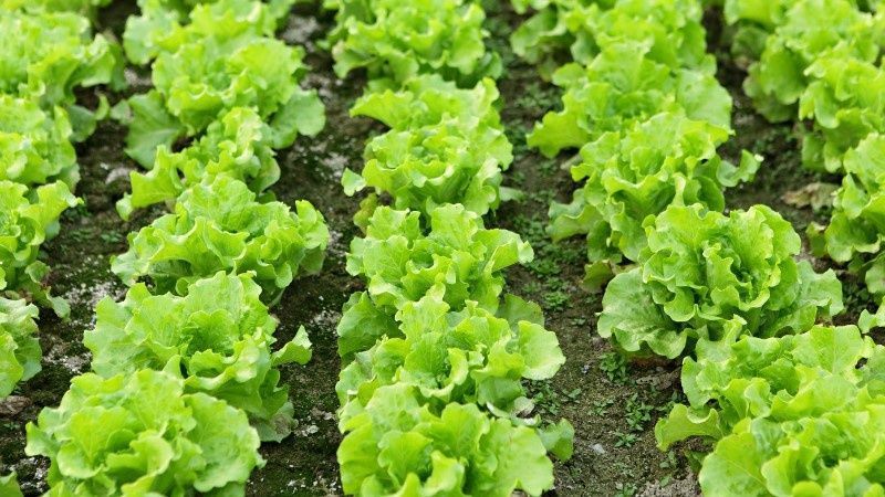 Được ca ngợi "tốt bậc nhất thế giới", hoá ra là 3 loại rau rẻ bèo ở Việt Nam, thậm chí còn mọc hoang - 3