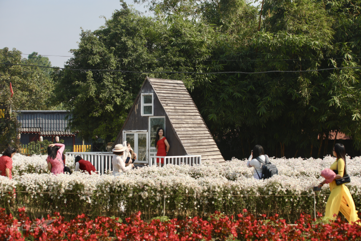 Cúc họa mi vào mùa, bãi đá sông Hồng kín khách check-in - 1