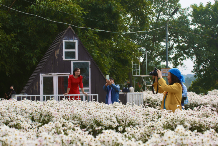 Cúc họa mi vào mùa, bãi đá sông Hồng kín khách check-in - 2