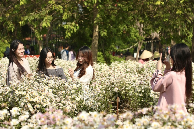 Cúc họa mi vào mùa, bãi đá sông Hồng kín khách check-in - 5