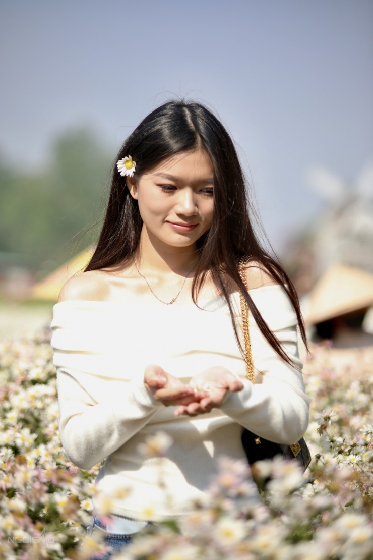 Cúc họa mi vào mùa, bãi đá sông Hồng kín khách check-in - 8