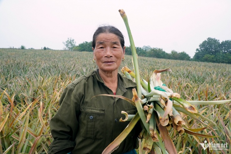 Bà Duyên xót xa bên vườn dứa bị chết vàng. Ảnh: Lê Dương