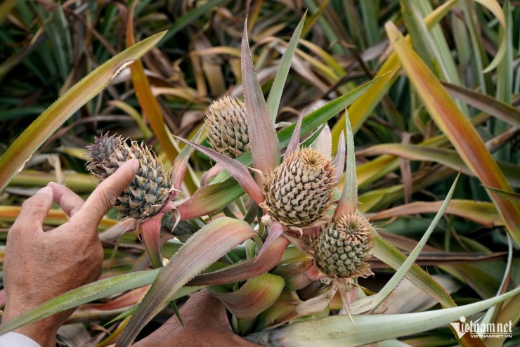 Những vườn dứa đang ra quả cũng chết rụi. Ảnh: Lê Dương