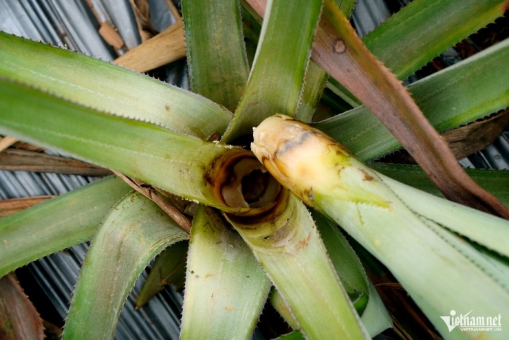Những gốc dứa bị thối gốc. Ảnh: Lê Dương