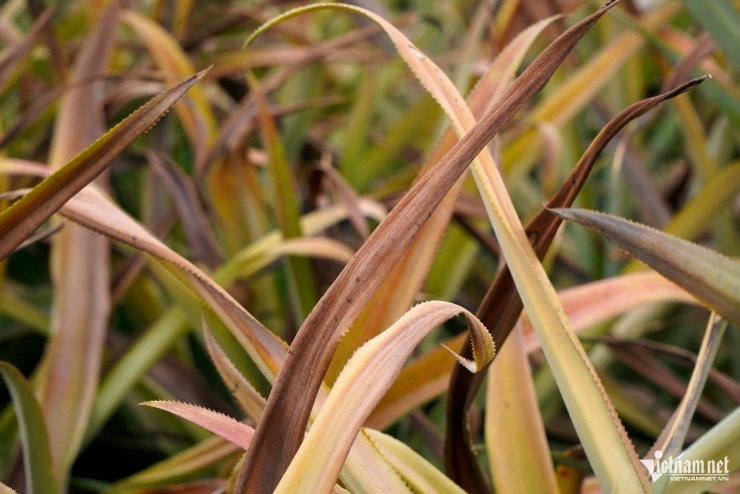 Lá dứa úa vàng, khô héo. Ảnh: Lê Dương