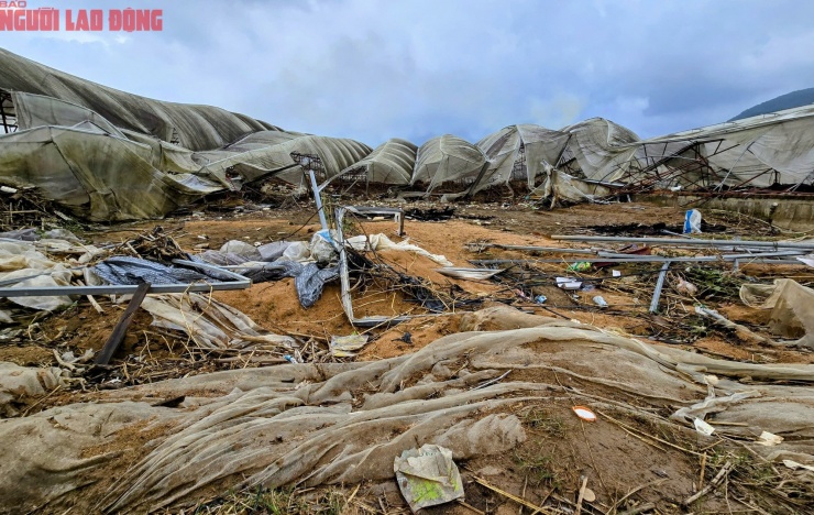 CLIP: Vựa rau lớn nhất Lâm Đồng xác xơ, nông dân mất tiền tỉ sau cơn "đại hồng thủy" - 1