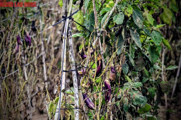 CLIP: Vựa rau lớn nhất Lâm Đồng xác xơ, nông dân mất tiền tỉ sau cơn "đại hồng thủy" - 21