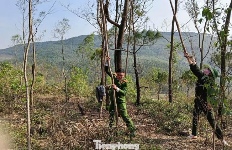 Những chiếc bẫy chim được lực lượng chức năng xã Quỳnh Phú tháo dỡ.