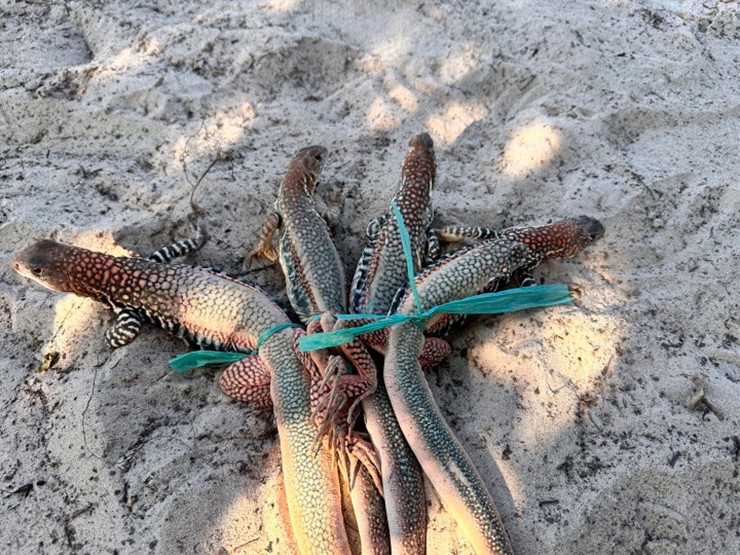 Dông (hay kỳ nhông) là loài bò sát sống trên đất cát, tập tính nhút nhát, cảnh giác cao và chạy rất nhanh.
