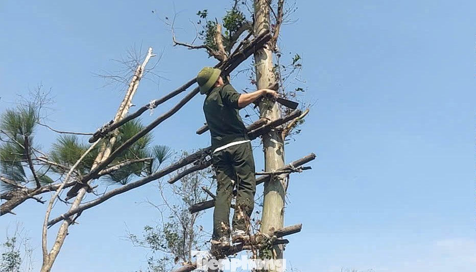 Các lán trại bẫy chim bị phá bỏ.