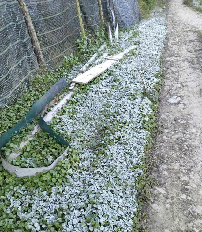 Băng giá phủ trắng cây cối. Ảnh: Hải Thượng.