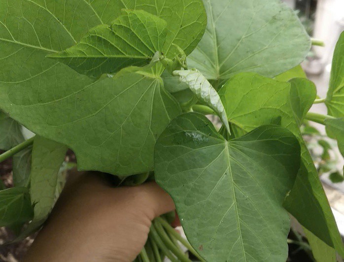 Xuất khẩu lá khoai lang bất ngờ được gần 1,2 triệu USD trong 10 tháng đầu năm