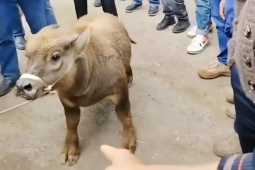 Trâu lùn đột biến, bé bằng 1 nửa trâu thường mà giá đắt gấp đôi