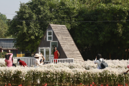 Cúc họa mi vào mùa, bãi đá sông Hồng kín khách check-in