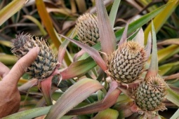 'Thủ phủ' dứa Thanh Hóa lao đao: Cây đang xanh bỗng chết hàng loạt