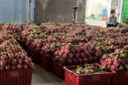 Giá thanh long chong đèn tại Lâm Đồng đạt mức cao nhất nhiều năm