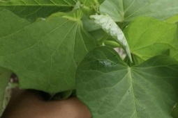 Xuất khẩu lá lạ, bất ngờ thu về 10 triệu USD