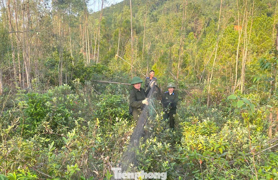 Tại xã Quỳnh Phú, lực lượng chức năng đã tổ chức ra quân tháo dỡ, thu gom các dụng cụ bẫy, lưới, bẫy dính được người dân giăng đặt để bắt chim trời.