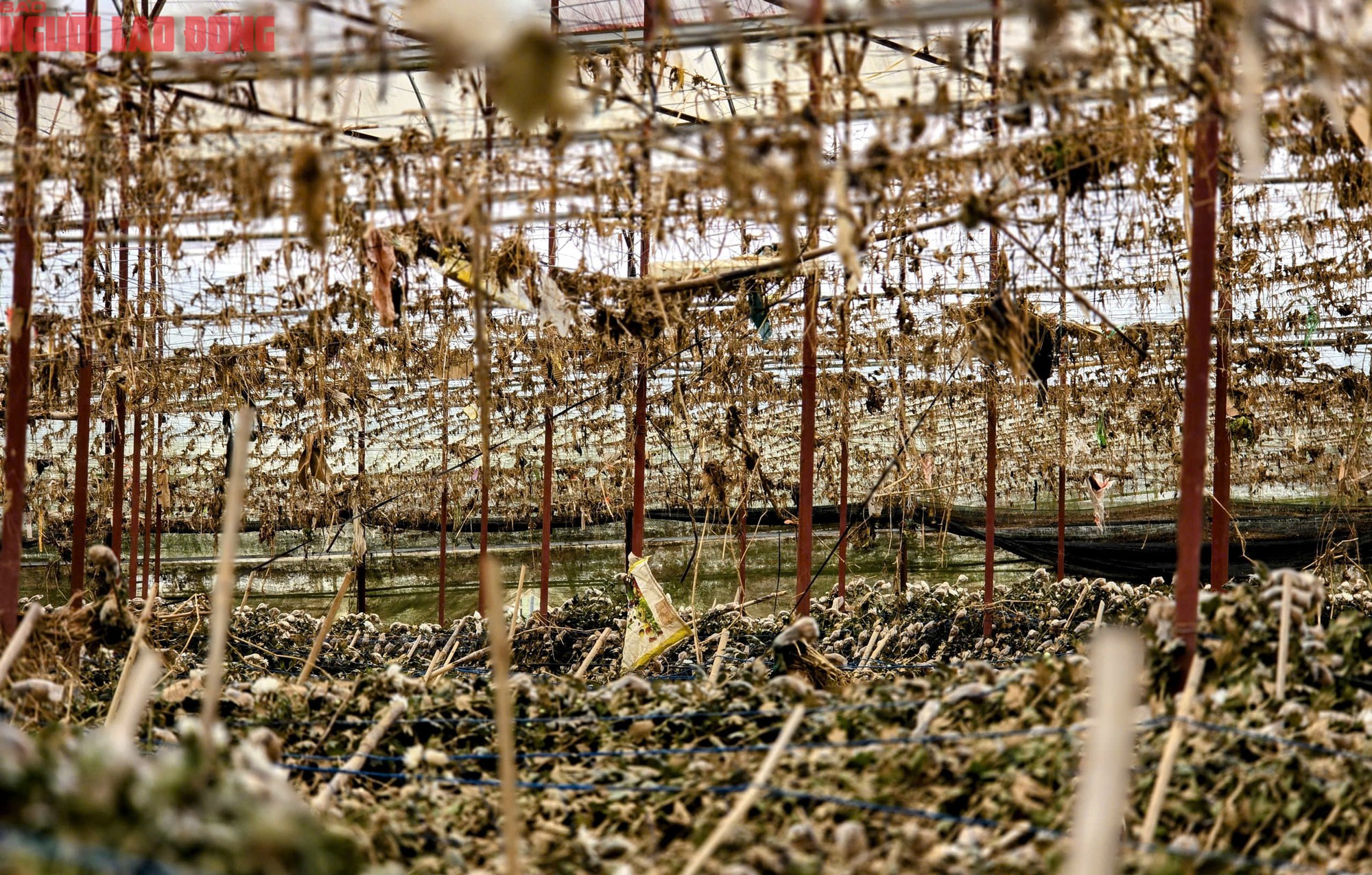 CLIP: Vựa rau lớn nhất Lâm Đồng xác xơ, nông dân mất tiền tỉ sau cơn "đại hồng thủy" - 17