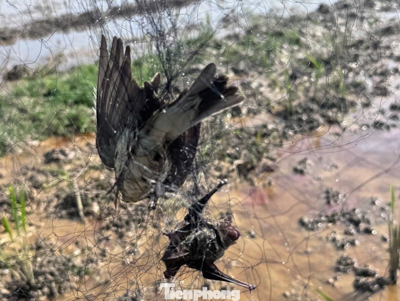 Phá &#39;thiên la địa võng&#39;, bảo vệ chim trời - 11