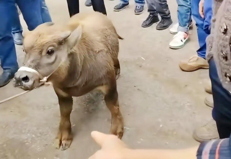 Trâu lùn đột biến, bé bằng 1 nửa trâu thường mà giá đắt gấp đôi - 2