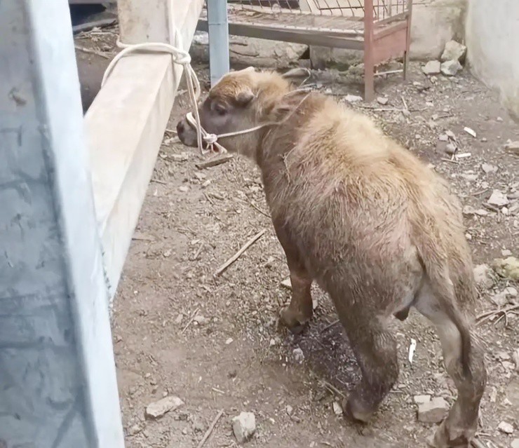 Trâu lùn đột biến, bé bằng 1 nửa trâu thường mà giá đắt gấp đôi - 1