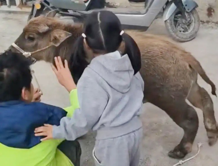 Trâu lùn đột biến, bé bằng 1 nửa trâu thường mà giá đắt gấp đôi - 3