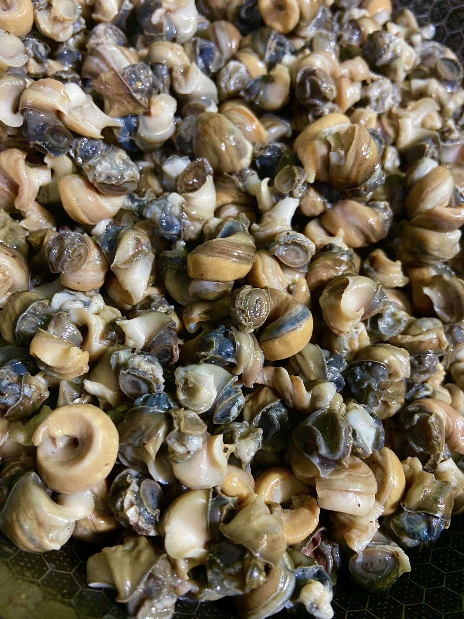 Ốc ngâm sạch, luộc vừa chín tới rồi khêu lấy phần ruột. Băm nhỏ ốc rồi xào qua với chút hạt nêm và nước mắm cho ngấm gia vị.