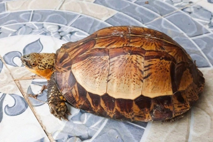 Cá thể rùa hộp trán vàng được người dân phát hiện đang bò trên đường dân sinh