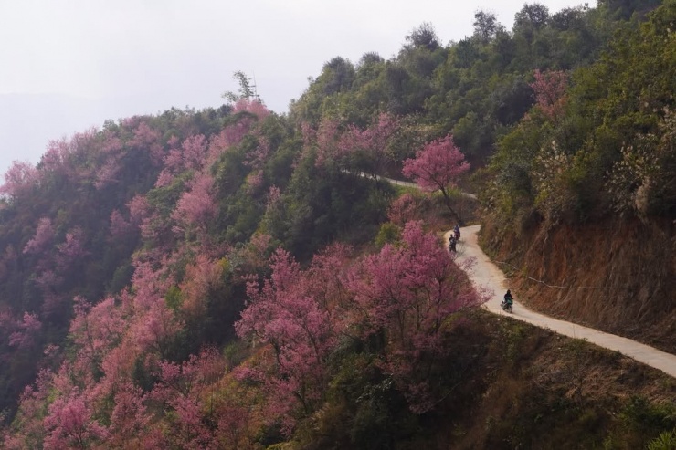 Mù Cang Chải rợp sắc hồng - 2