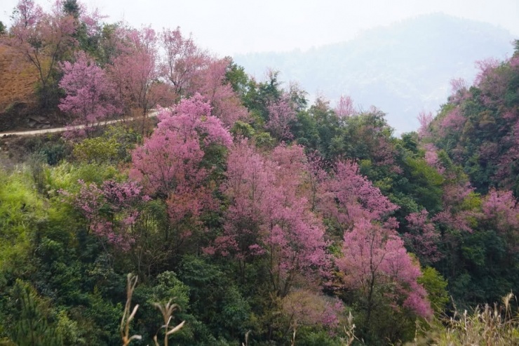 Mù Cang Chải rợp sắc hồng - 7