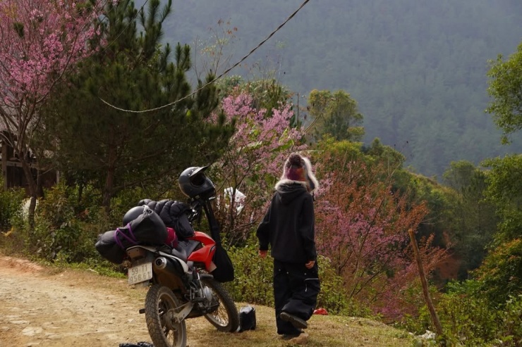 Mù Cang Chải rợp sắc hồng - 5