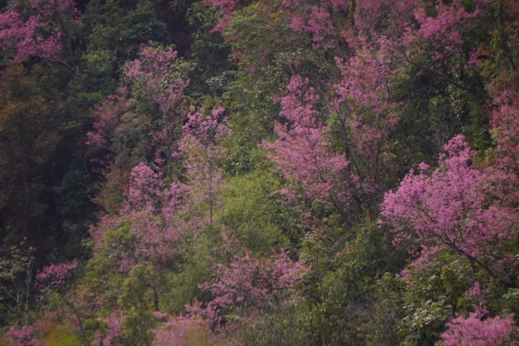 Mù Cang Chải rợp sắc hồng - 4