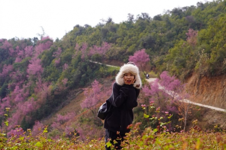 Mù Cang Chải rợp sắc hồng - 6