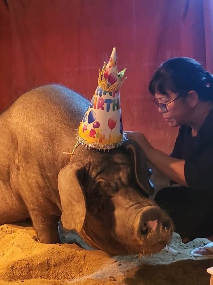 Hiện Joe Đen có chuồng riêng, rộng rãi và thoáng mát để nghỉ ngơi. Mỗi ngày, Ánh Tuyết tự tay chuẩn bị thức ăn cho nó từ chuối non, rau trong vườn hoặc trái cây rụng.