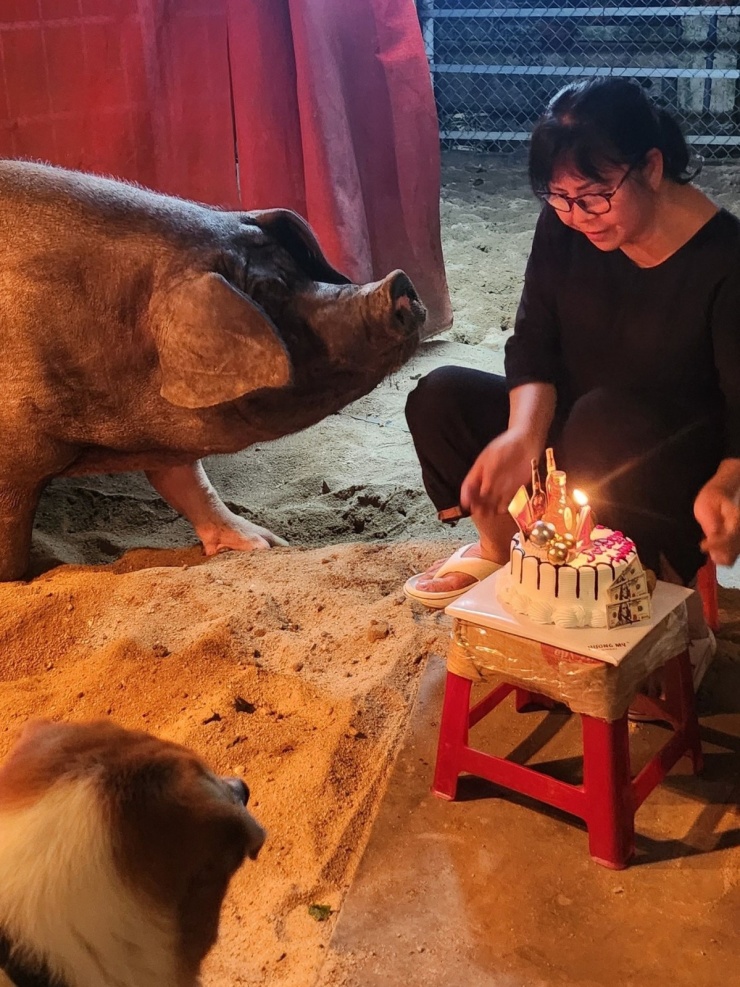 Ánh Tuyết nuôi heo trong biệt thự 500 m2 ở Hội An - 1