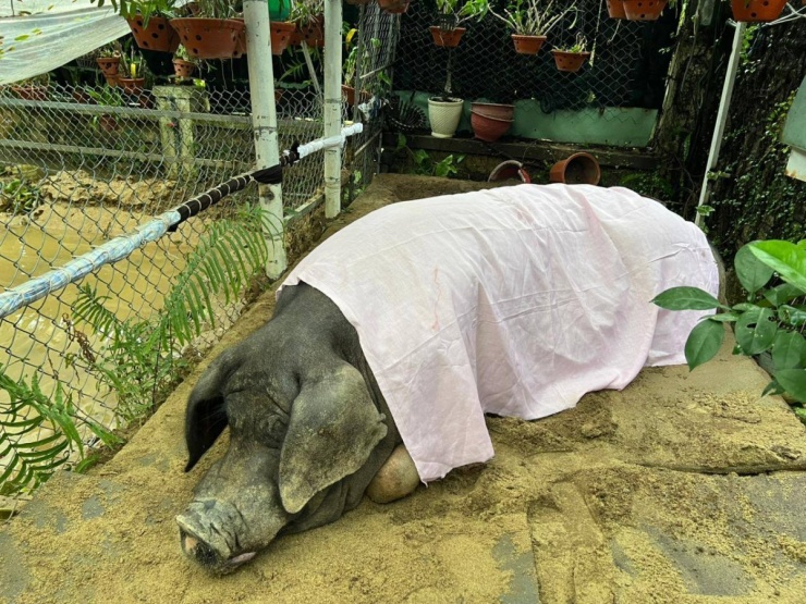 Tháng trước, Đà Nẵng mưa lớn khiến căn biệt thự của Ánh Tuyết ngập nước hơn 1m. Chị phải di chuyển chú heo lên vị trí cao hơn, đắp chăn giữ ấm cho nó.