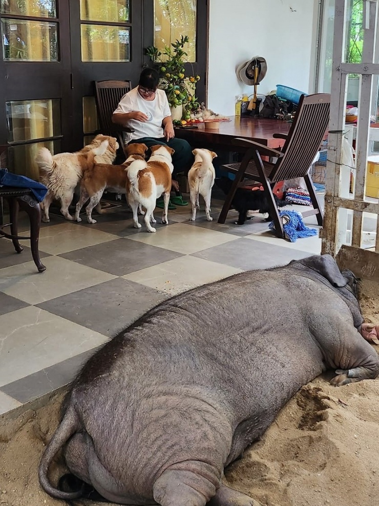 Mỗi buổi sáng và chiều, đàn chó theo Ánh Tuyết ra thăm Joe Đen, rồi quấn quýt bên chị khi chị quét sân, tưới hoa và hái rau quả trong vườn.