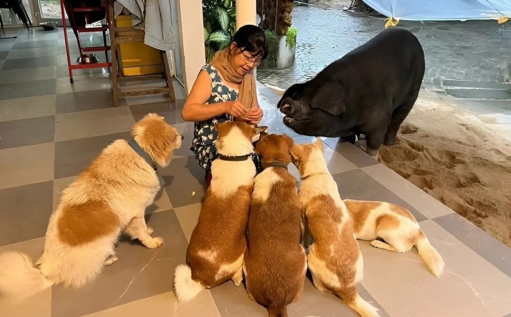 Ngoài Joe Đen, vợ chồng Ánh Tuyết còn nuôi gần 10 con chó, mỗi con đều được chị ghi lại ngày đón về và đặt tên riêng.