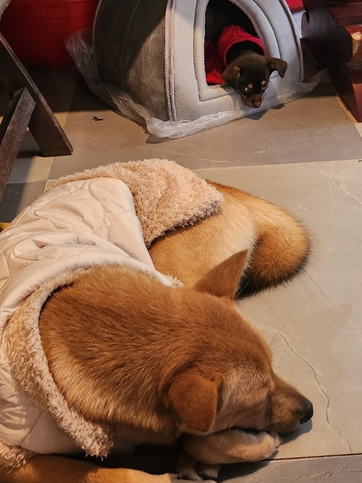 Ca sĩ bố trí nhiều ổ ngủ rải rác trong phòng khách cho đàn chó, vì thời tiết Đà Nẵng về đêm đang chuyển lạnh.