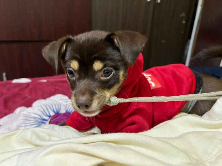 Các con vật trong nhà Ánh Tuyến được mặc đồ màu đỏ khi Giáng sinh đến gần.