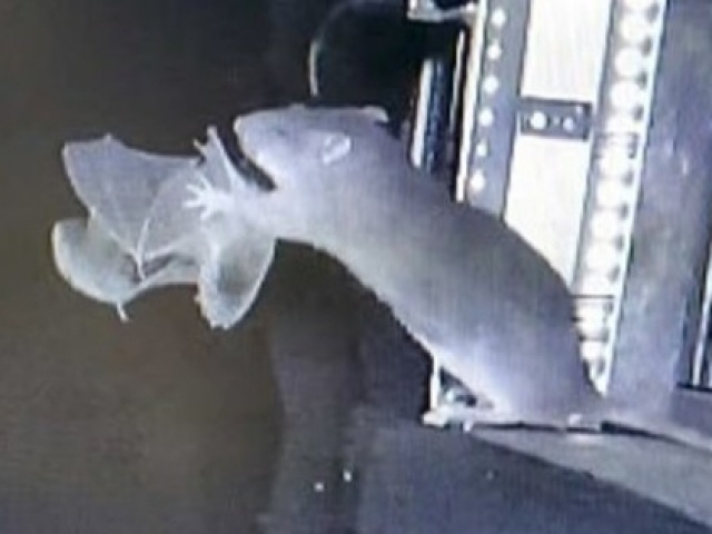 Phát hiện rợn người về hành vi săn mồi mới của chuột