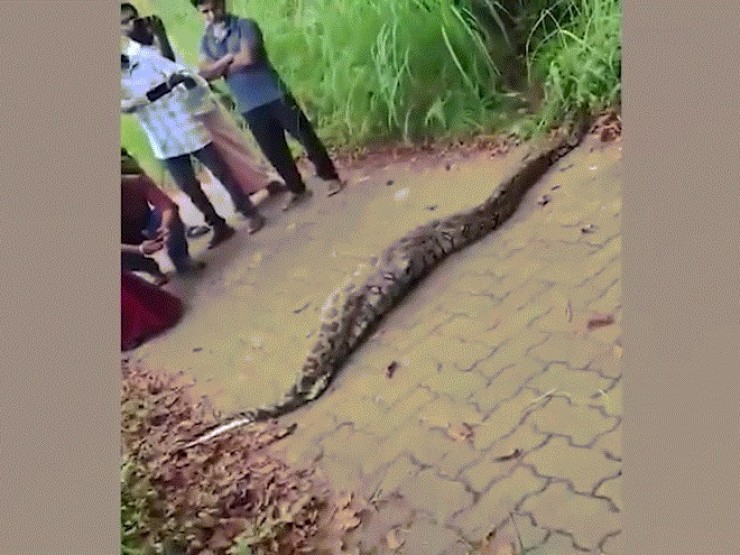 Video trăn nuốt chửng hươu gây sốc