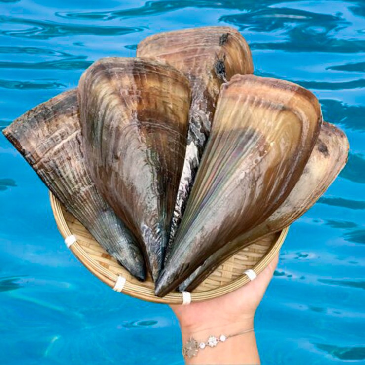 Ở vùng biển miền Trung và miền Nam, sò biên mai được ví như "lộc trời", mang về nguồn thu nhập đáng kể cho ngư dân mỗi khi đến mùa.
