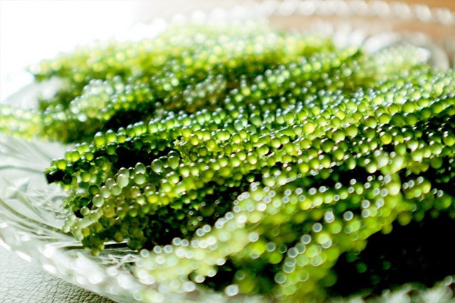 Loại siêu thực phẩm, bảo vệ sức khỏe tim mạch, chống loãng xương có sẵn ở biển Việt Nam, chế biến nhiều món ngon - 2